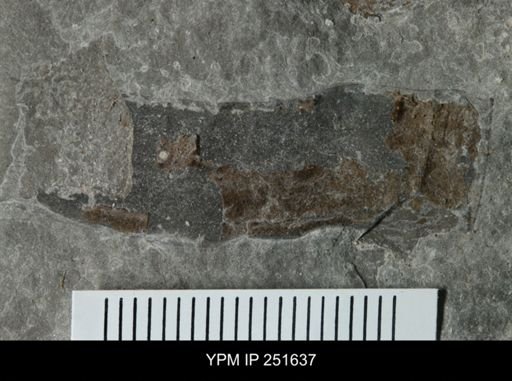 undet. Eurypterida