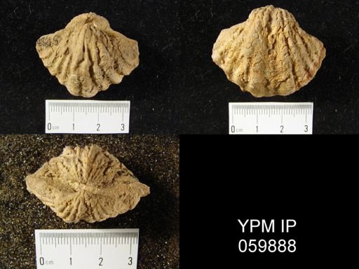 Spirifer sp.