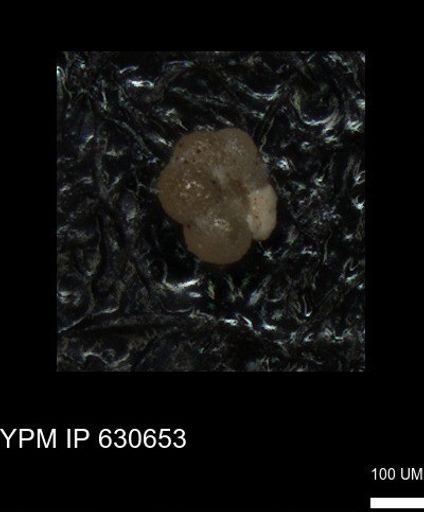 undet. Foraminiferida