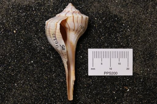 Sinistrofulgur perversum