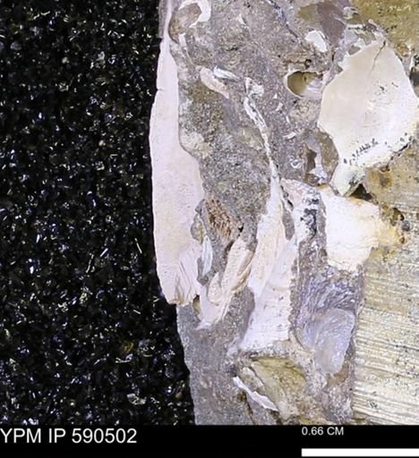 Limopsis?