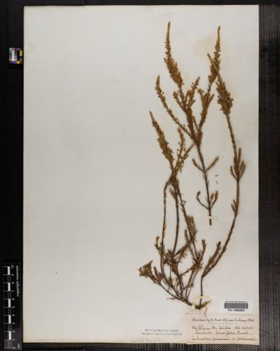 Plantae