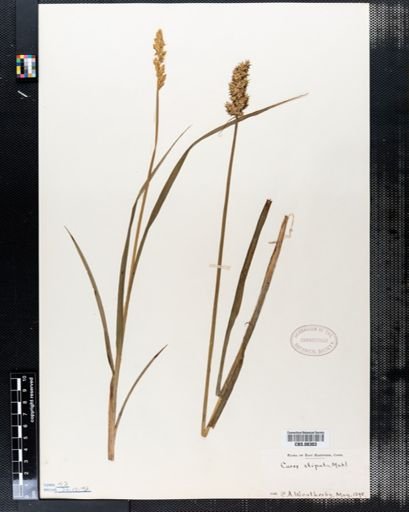 Carex stipata