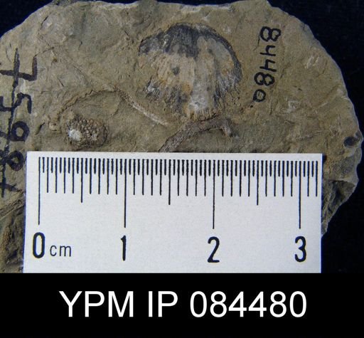 Glyptorthis cf. fausta