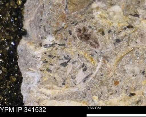 undet. Mollusca