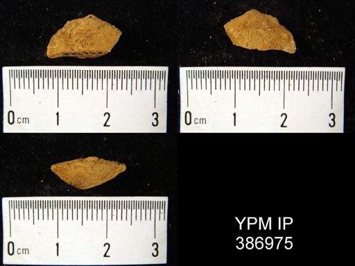 Dalmanella planiconvexa