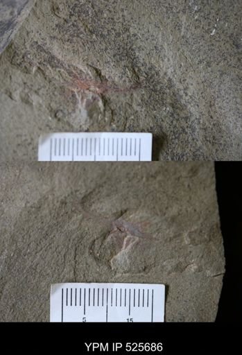 Marrellomorpha