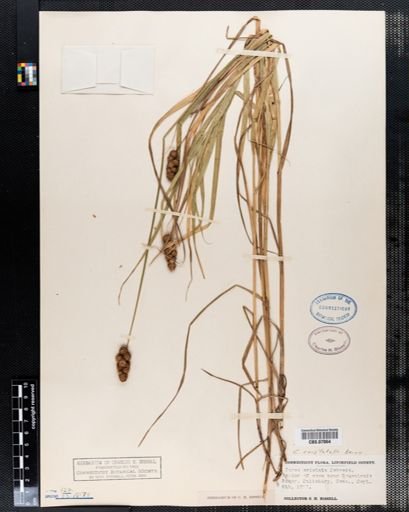 Carex cristata