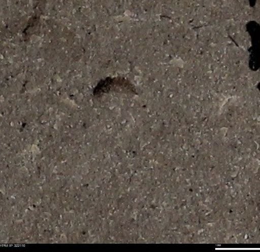 undet. Insecta