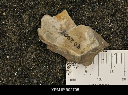 undet. Inoceramidae