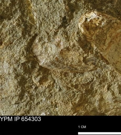 Bivalvia