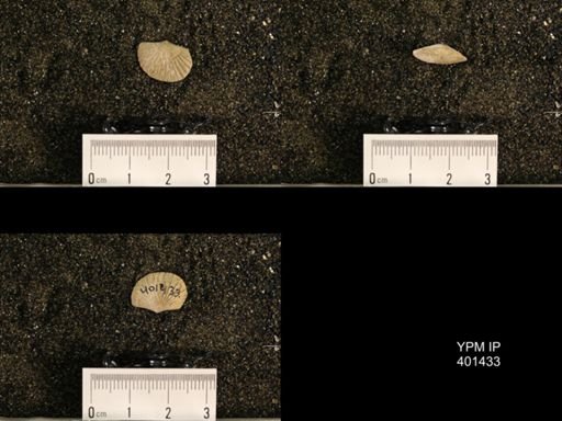 Plectorthis plicatella
