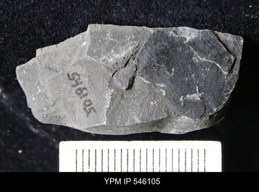 undet. Eurypterida