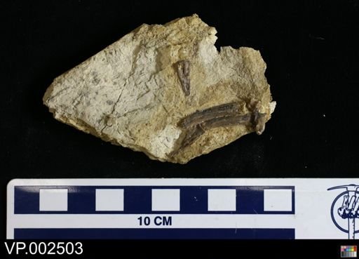 Pteranodon