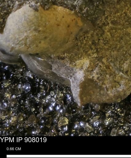 undet. Mollusca