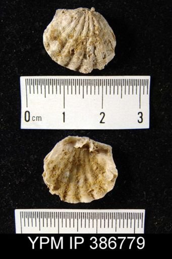 Meekella mexicana