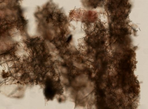 Haliclona implexiformis