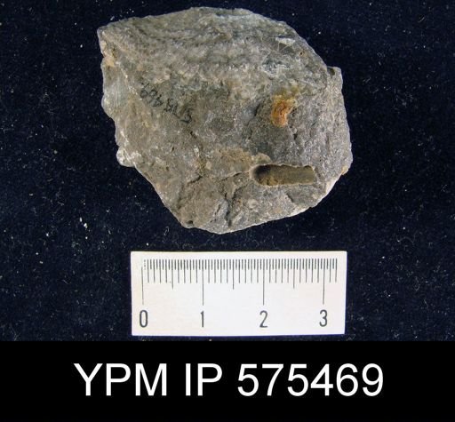 undet. Rhynchonelliformea
