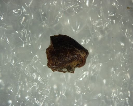 Multituberculata