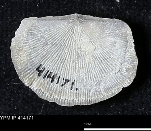 Devonochonetes mucronatus?