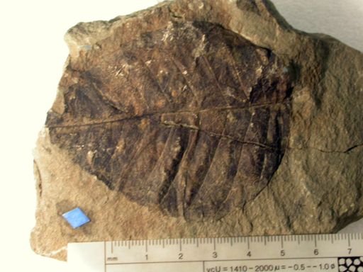 Plantae