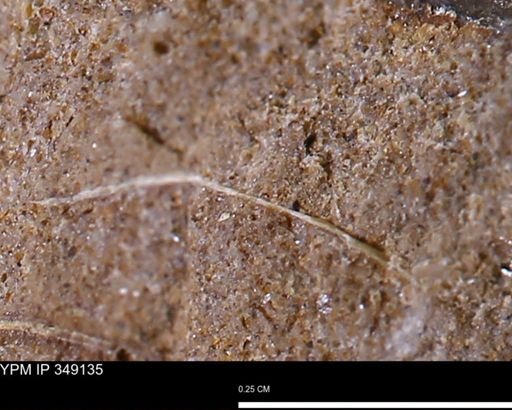 undet. Bivalvia