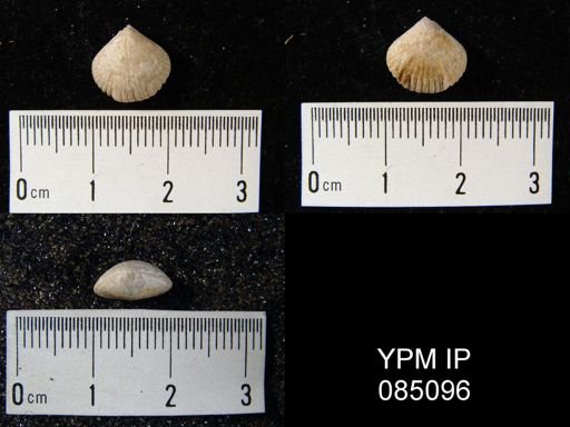Uncinulus sp.