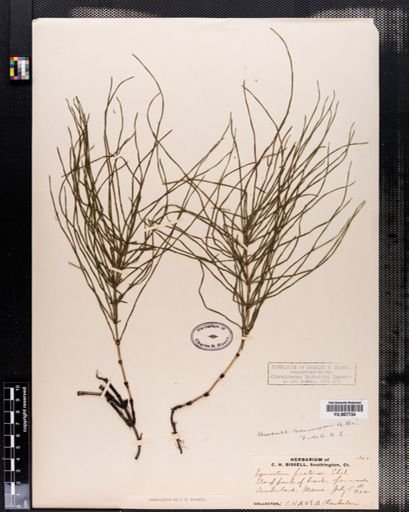 Equisetum arvense