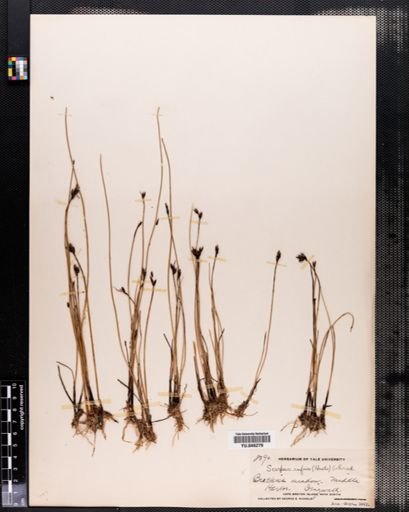 Scirpus