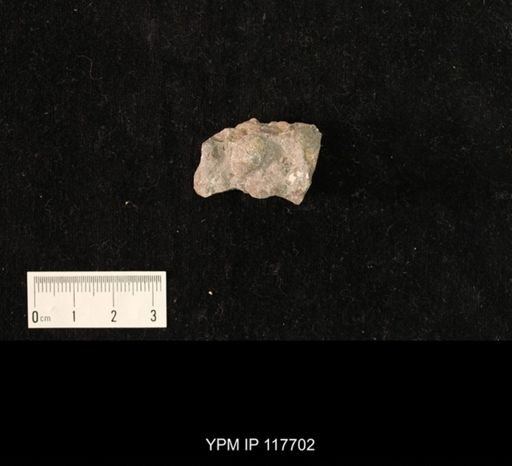 undet. Orthida