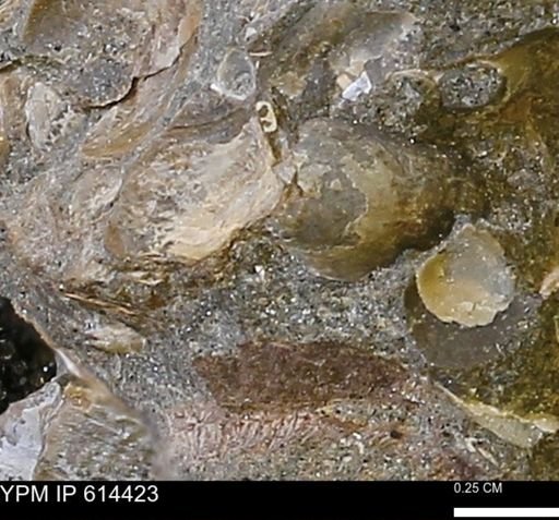 Mollusca