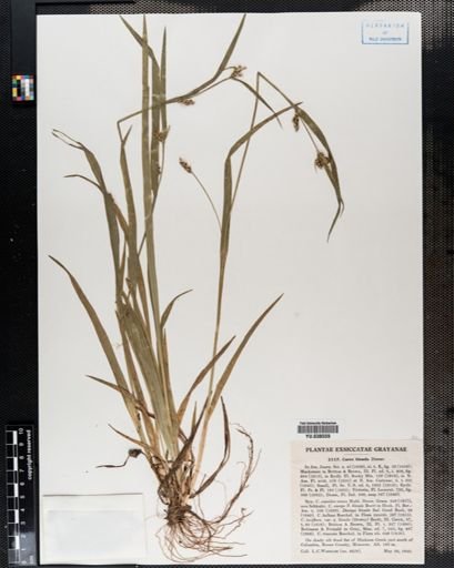 Carex blanda