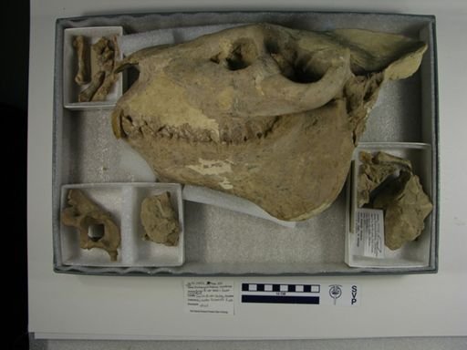 Promerycochoerus (Pseudopromerycochoerus) montanus