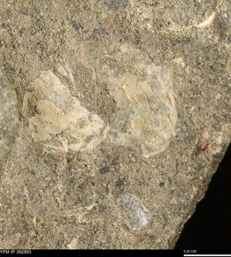 Alectryonia carinata