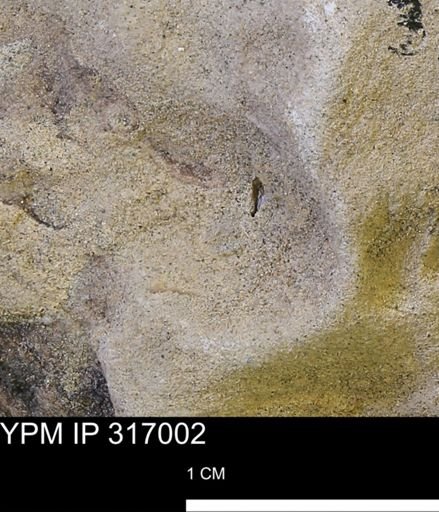 undet. Mollusca