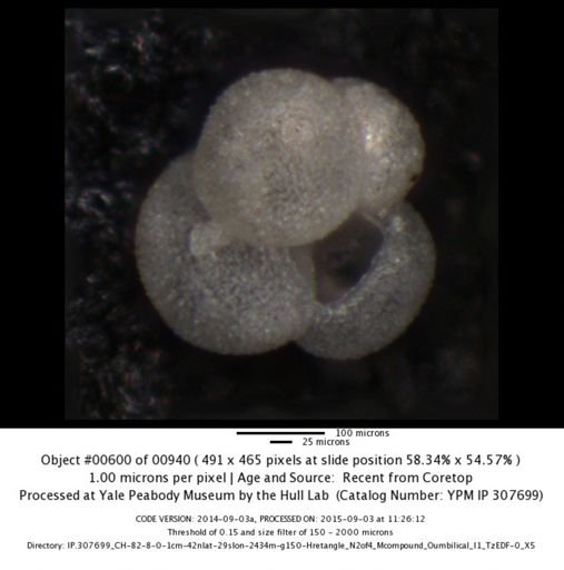Globigerina bulloides