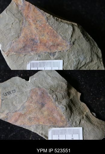undet. Arthropoda