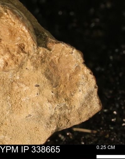 undet. Mollusca