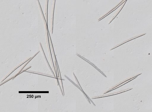 Myrmekioderma styx