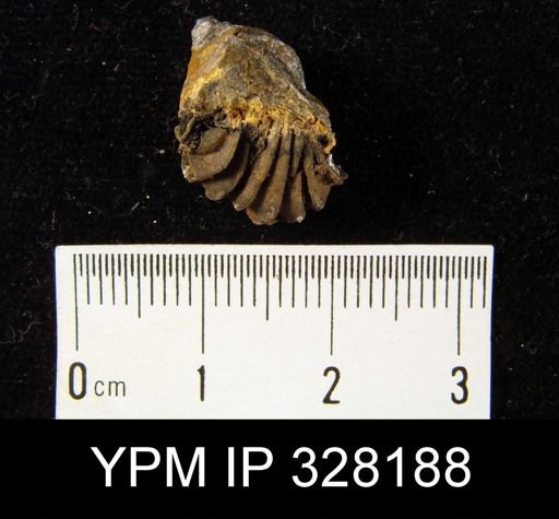 undet. Rhynchonellida