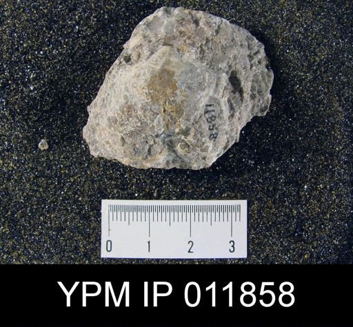 Aulosteges medlicottianus