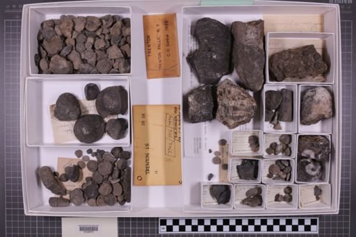 mixed taxa, stratigraphic collection