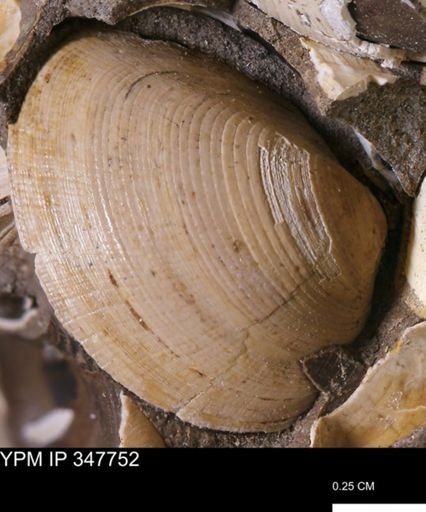 Limopsis striatopunctatus