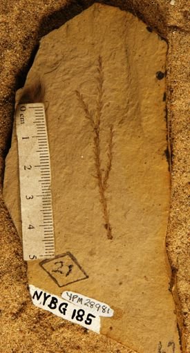 Glyptostrobus oregonensis