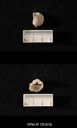 undet. Brachiopoda