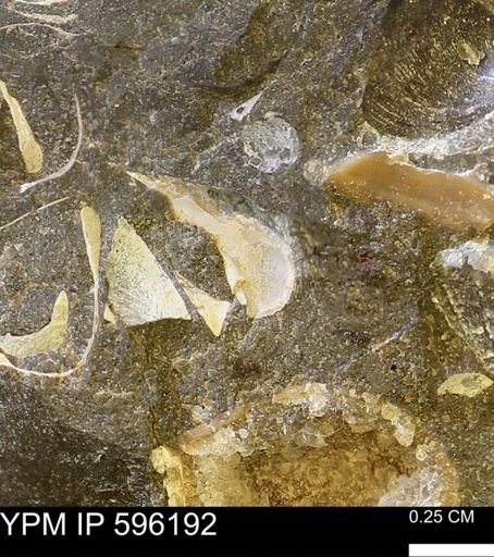 undet. Mollusca