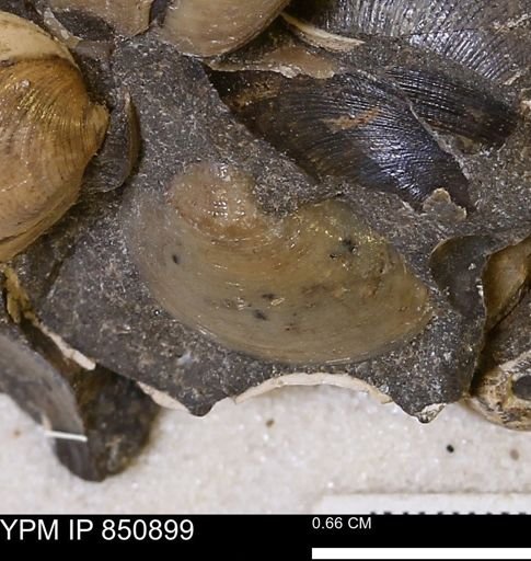 Limopsis striatopunctatus
