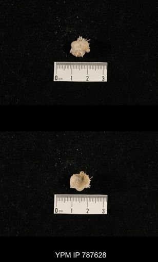 undet. Brachiopoda