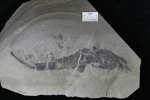 Eurypterus remipes