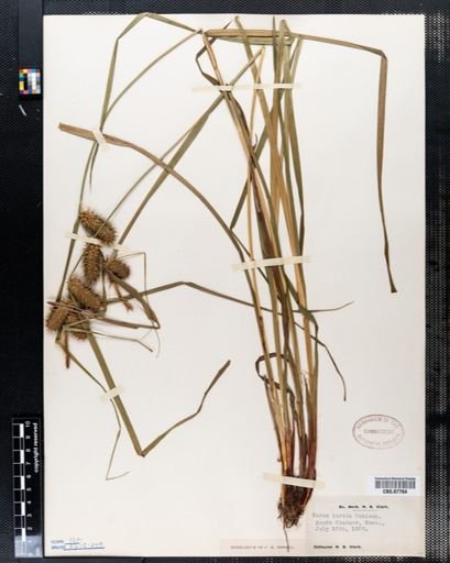 Carex lurida